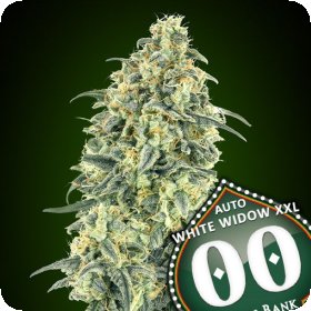 Auto  White  Widow  Xxl   3  U  Fem 00  Cannabis  Seeds  P1 0