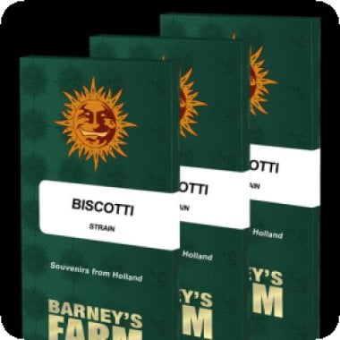 Biscotti  Feminised  Cannabis  Seeds