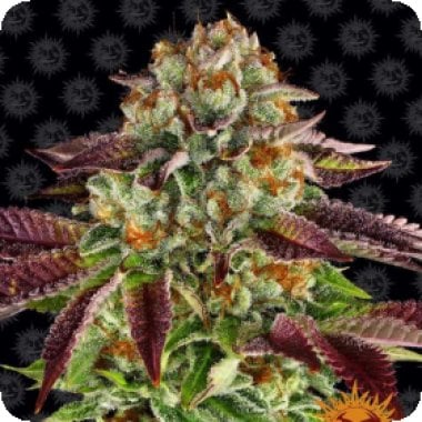 Biscotti  Mintz  Feminised  Cannabis  Seeds