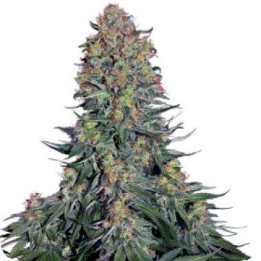 Blue  Skunk  Feminized