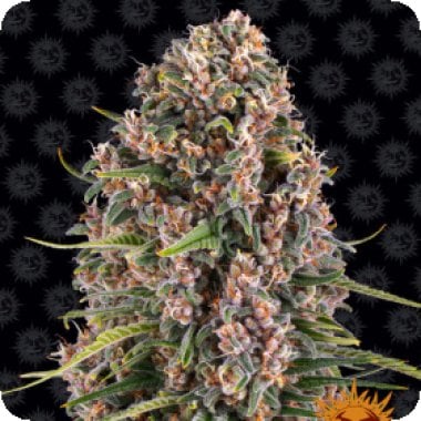 Blueberry Cheese Blue Cheese Feminised Cannabis Seeds