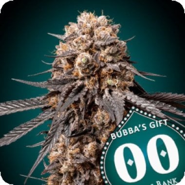 Bubbas  Gift  3  U  Fem 00  Cannabis  Seeds  P1 0