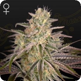 Cloudwalker  Feminised  Cannabis  Seeds