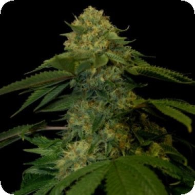 Holy Grail Kush Feminised Seeds