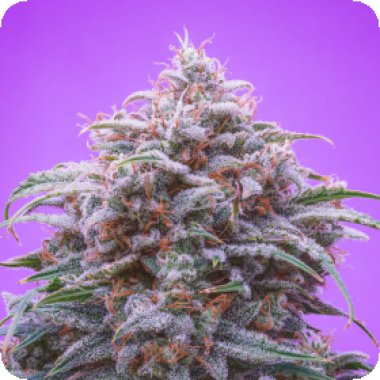 Double Grape Auto Feminised Cannabis Seeds