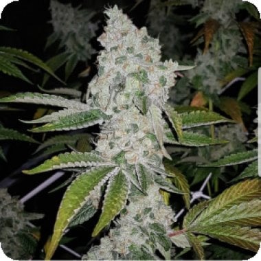 El  Chapo  Feminised  Cannabis  Seeds