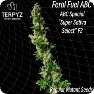 Feral Fuel Abc 6