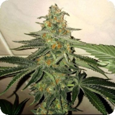 Forbidden  Fruit  Cake  Feminised  Cannabis  Seeds