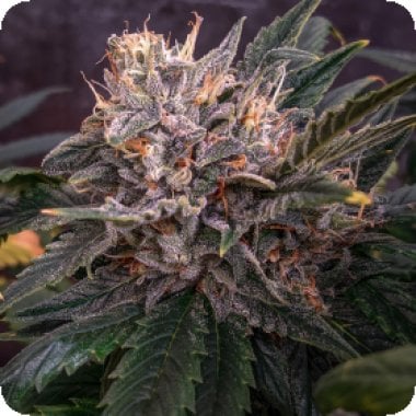 Forgotten  Cookies  Auto  Feminised  Cannabis  Seeds