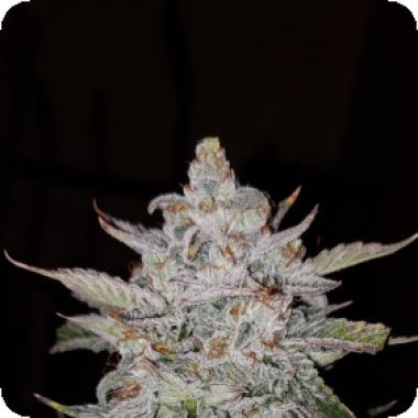 Forum  Stomper  Auto  Feminised  Cannabis  Seeds