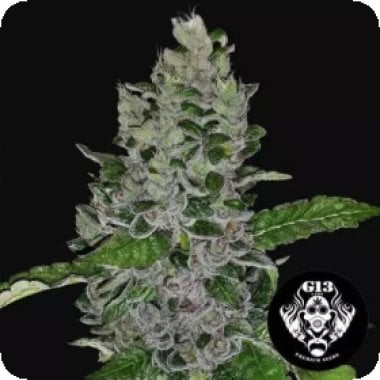 Frozen Afghan Mintz Feminised Cannabis Seeds