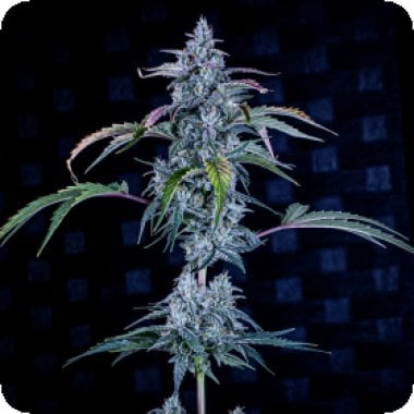 Fugue  State  Auto  Feminised  Cannabis  Seeds