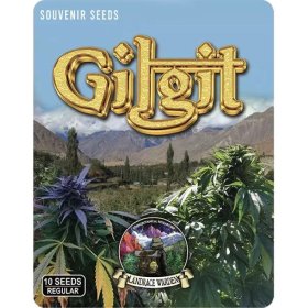 Gilgit  Souvenir  Cannabis  Seeds  P1 17