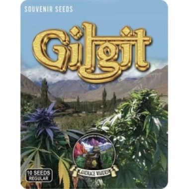 Gilgit Souvenir Cannabis Seeds P1 17