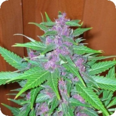 Good Shit Auto Feminised Cannabis Seeds Phoenix Cannabis Seeds 0