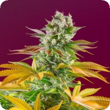 Gorilla Girl F1 Fast