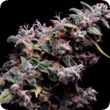 Hazy Kush 4