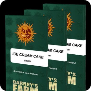 Ice  Cream  Cake  Feminised  Cannabis  Seeds