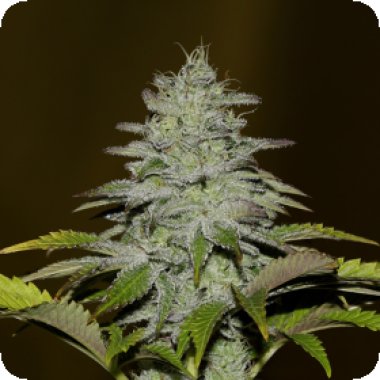 Img 0566 Gsc D42 2000 0