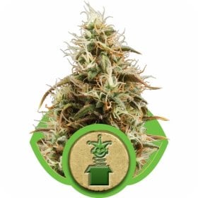 Jack  Herer  Automatic  Feminised  Cannabis  Seeds  Royal  Queen  Cannabis  Seeds 0
