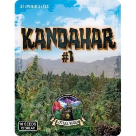 Kandahar 1  Afghanistan  Souvenir  Cannabis  Seeds 1p1 17