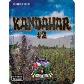 Kandahar 2  Afghanistan  Souvenir  Cannabis  Seeds 2  P2 17