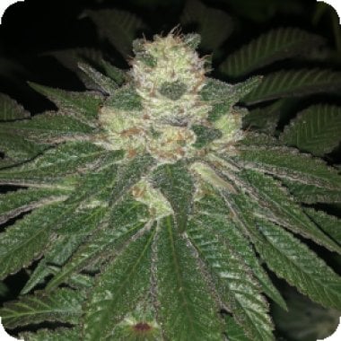 Lemon Sherbert Feminised Cannabis Seeds