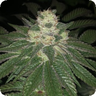 Lemon  Sherbert  Feminised  Cannabis  Seeds