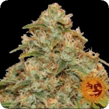 Lemon  Potion  Cbd  Auto  Feminised  Cannabis  Seeds