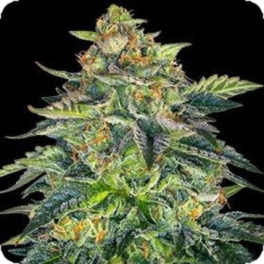 London Cream Cake Auto G13 Labs