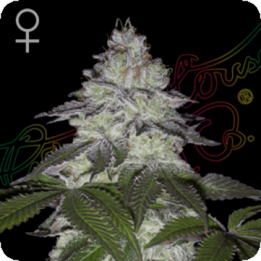 Milky Dreams 0
