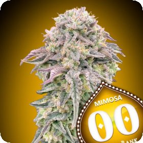 Mimosa   3  U  Fem 00  Cannabis  Seeds  P1 0
