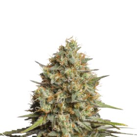 Moby  Dick  Feminised  Cannabis  Seeds