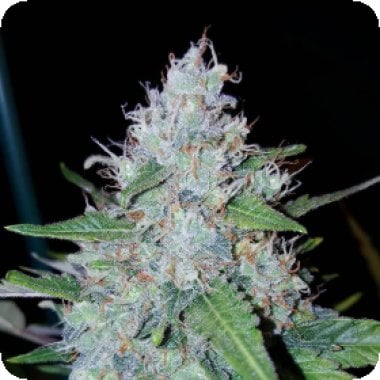 Monster  Mass  Auto  Flowering  Cannabis  Seeds