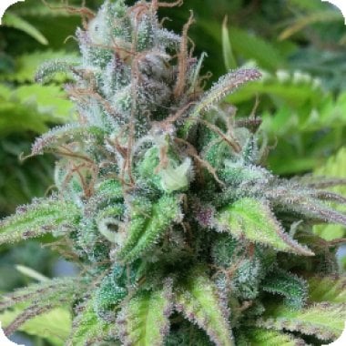 Monster  Mass  Feminised  Cannabis  Seeds