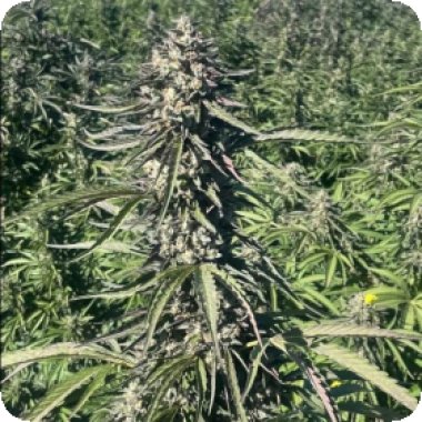 Pillsbury  Droboy  Feminised  Cannabis  Seeds