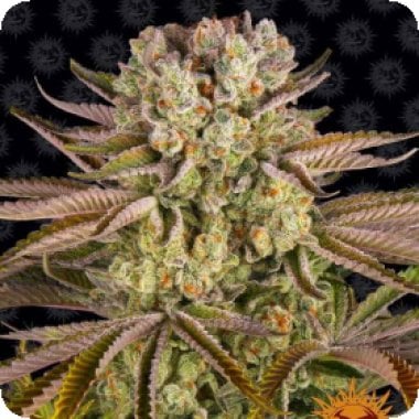 Pineapple  Express  Feminised  Cannabis  Seeds