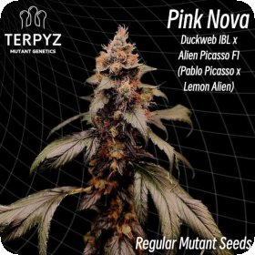 Pink  Nova 1 6