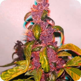 Pink  Kush  Cbd 30 1  Auto  Feminised  Cannabis  Seeds  Cannabis  Seedsman 0
