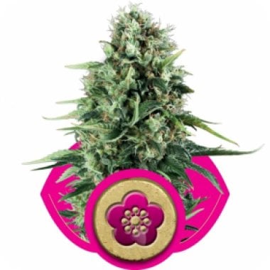 Power Flower Feminised Cannabis Seeds Royal Queen Cannabis Seeds 0