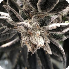 Punch  The  Cake  Feminised  Cannabis  Seeds