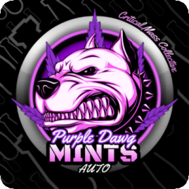 Purple  Dawg  Mints  Auto  Flowering  Cannabis  Seeds