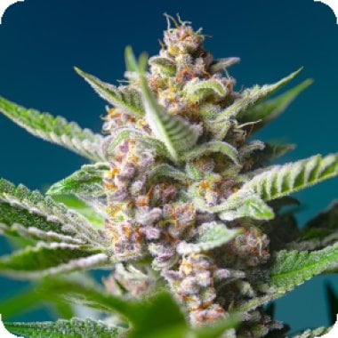 Purple Punch Og