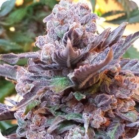 Purple  Strawberry  Bliss  Feminised  Cannabis  Seeds