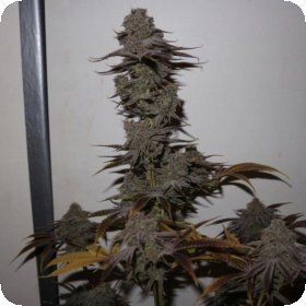 Purple  Strawberry  Sherbet  Feminised  Cannabis  Seeds