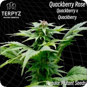 Quackberry  Rose 6