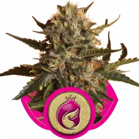 Royal  Madre  Feminised  Cannabis  Seeds  Royal  Queen  Cannabis  Seeds 0
