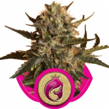 Royal Madre Feminised Cannabis Seeds Royal Queen Cannabis Seeds 0