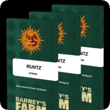 Runtz Feminised Cannabis Seeds