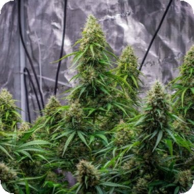 Sherbet Queen Automatic